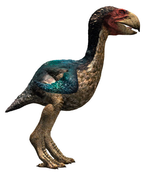 Gastornis spp. Carnivora